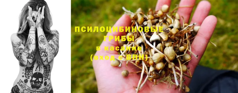 Псилоцибиновые грибы Magic Shrooms  купить  цена  Ковров 